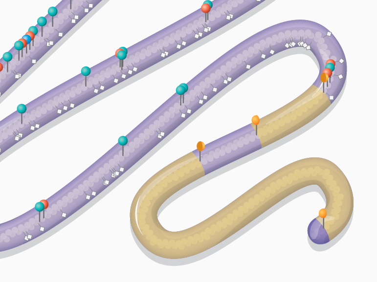 Designer yeast chromosome