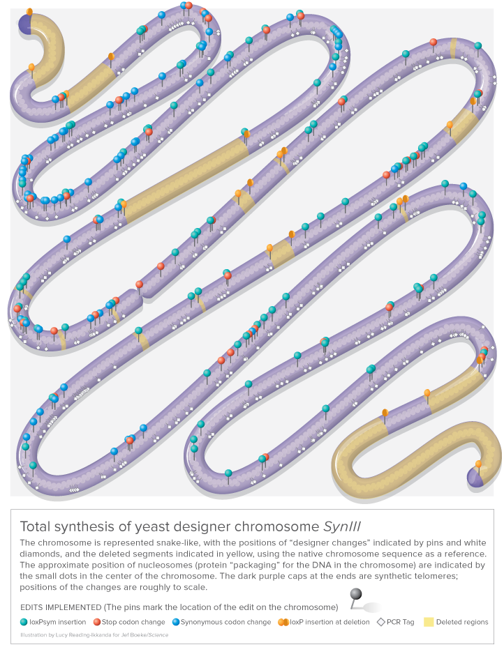 DesignerChromosomes