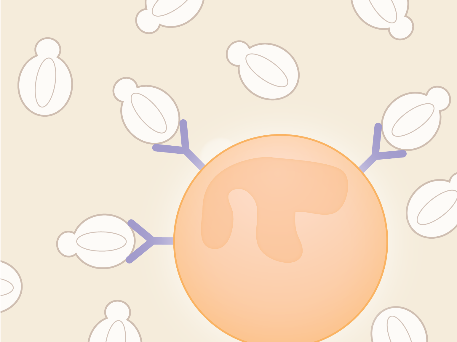 Antifungal immune response