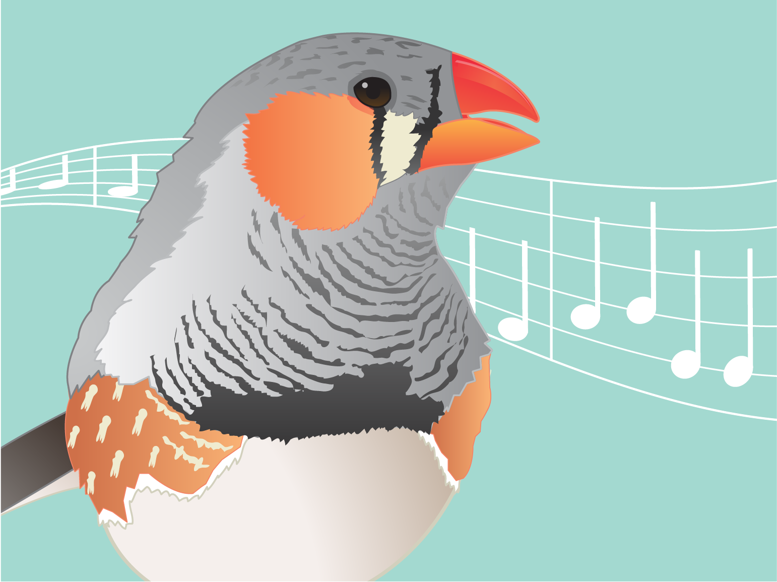 Zebra finch love songs