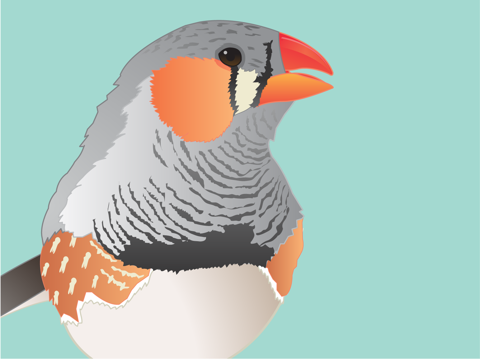 Zebra finch love songs