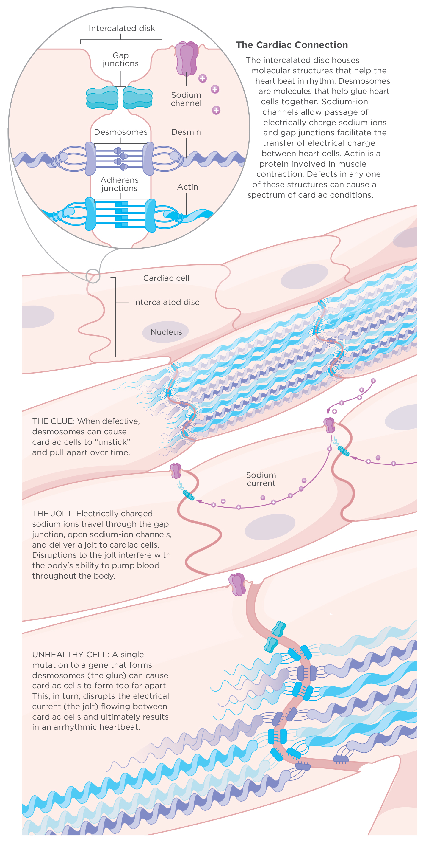 Cardiac-Connection