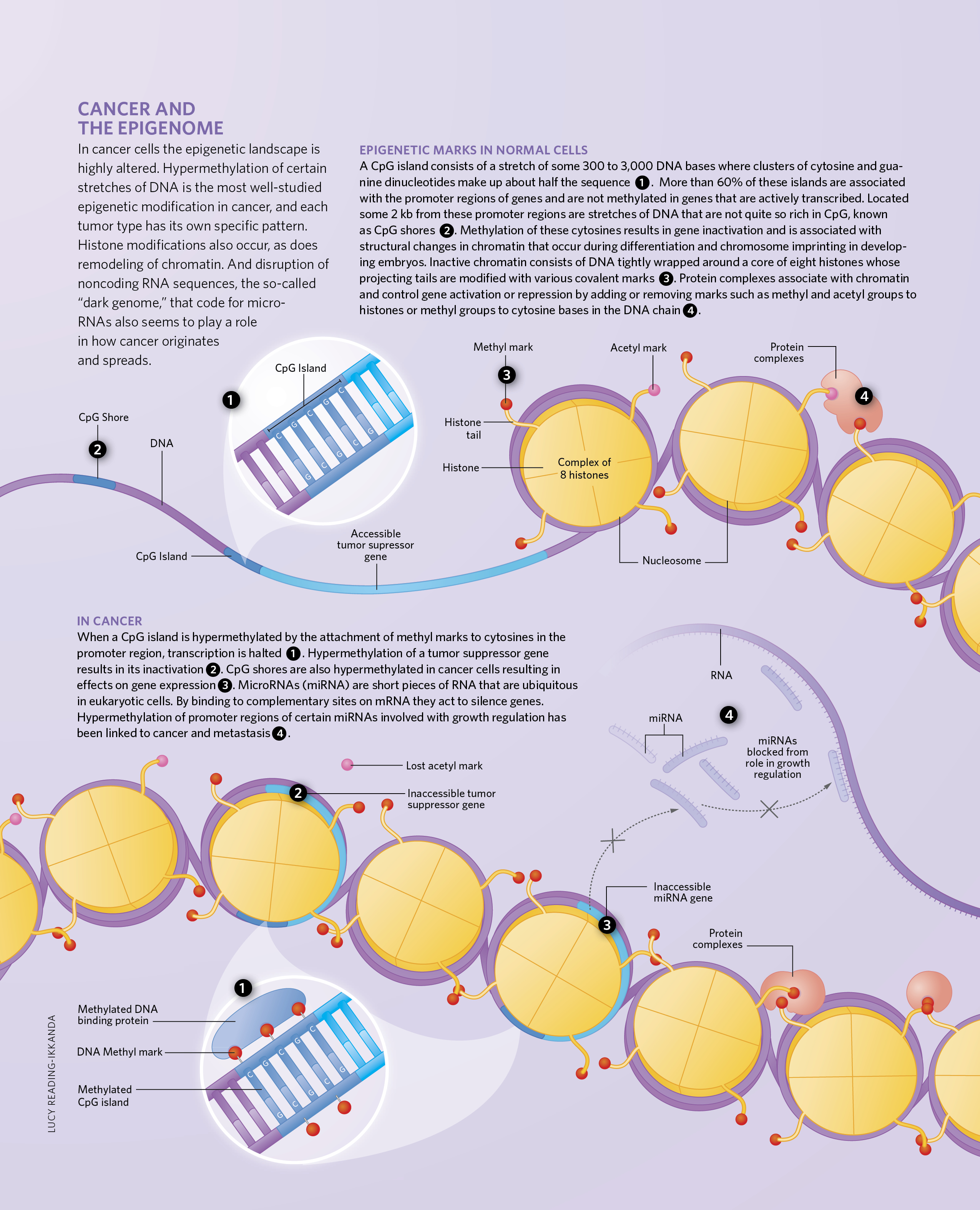 Epigenome