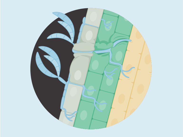 Soybean cyst nematode