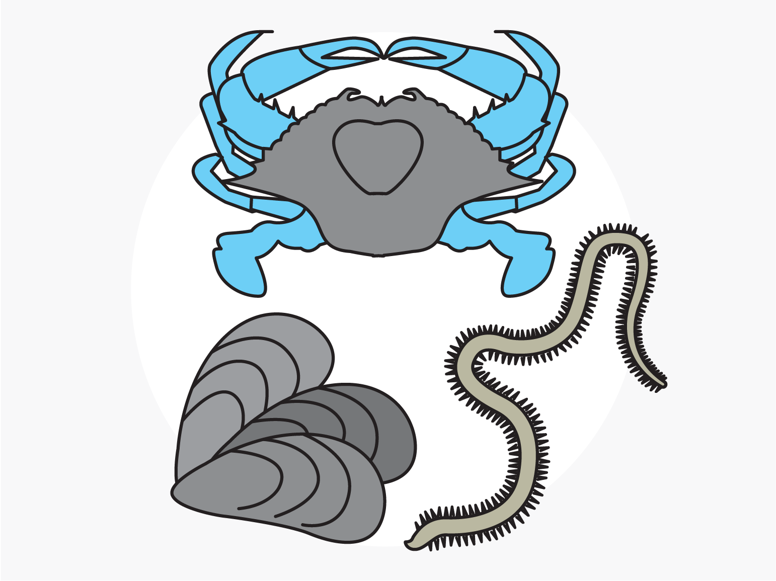 Anatomy of a salt marsh