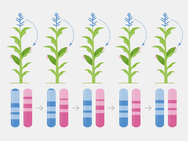 Corn Breeding