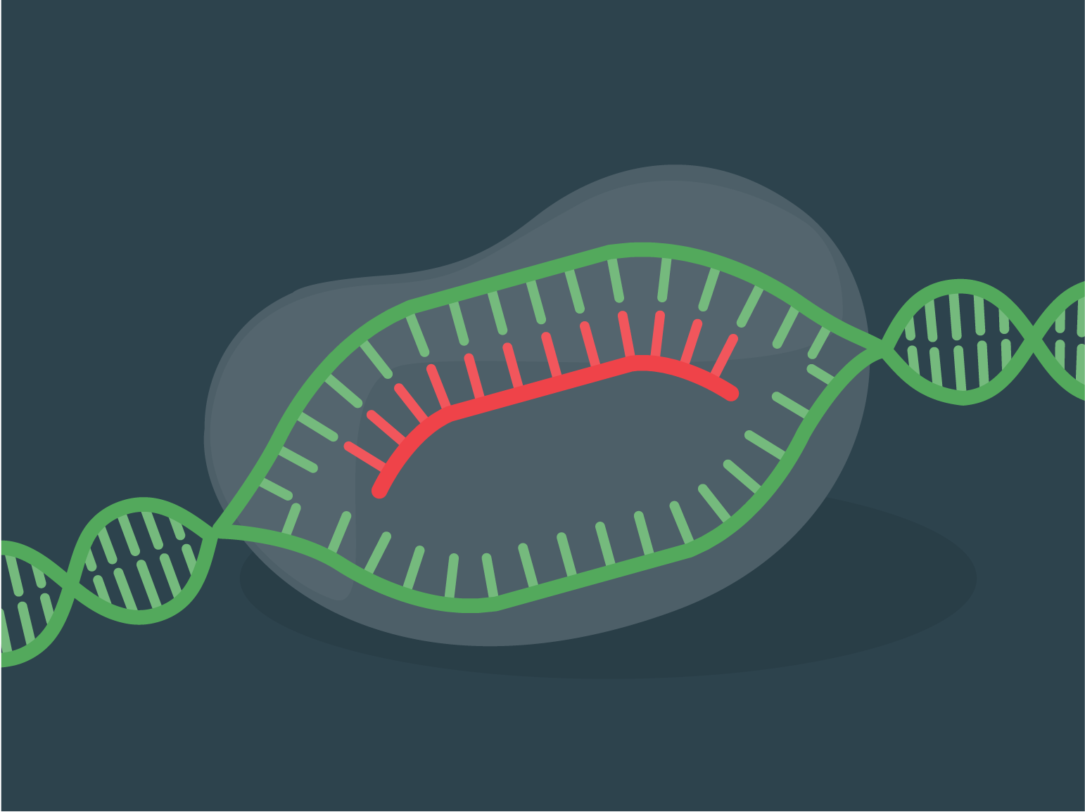 CRISPR-Cas