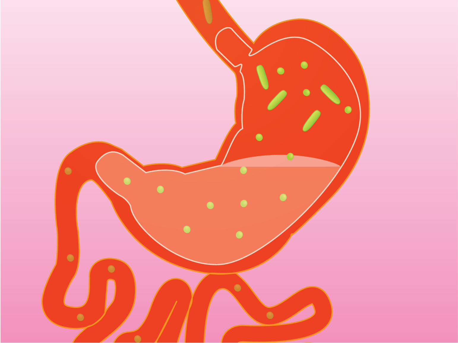 Anatomy of C. Difficile