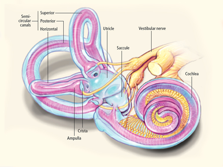 Vestibular implants