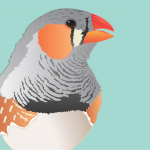 Zebra finch love songs