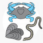 Anatomy of a salt marsh