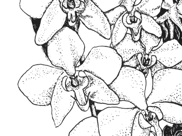 Orchids