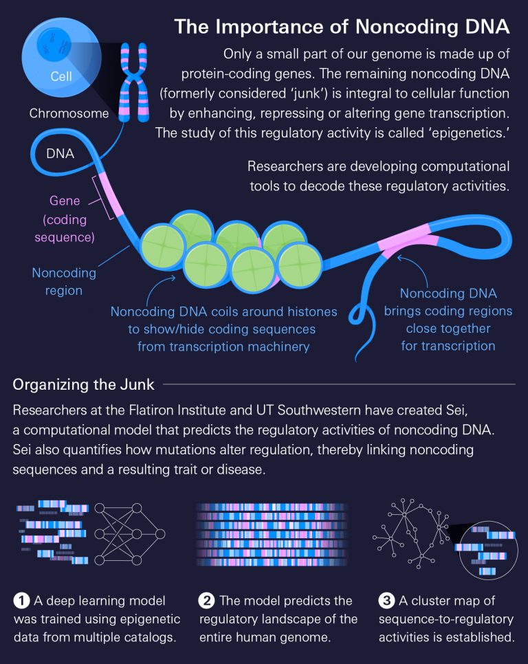 Decoding Junk DNA - Lucy Reading