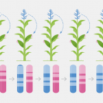 Corn Breeding