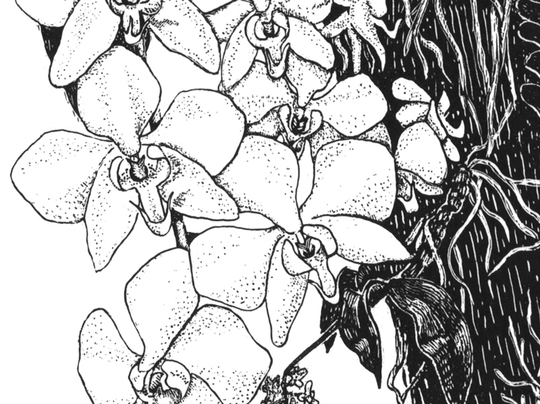 Orchids